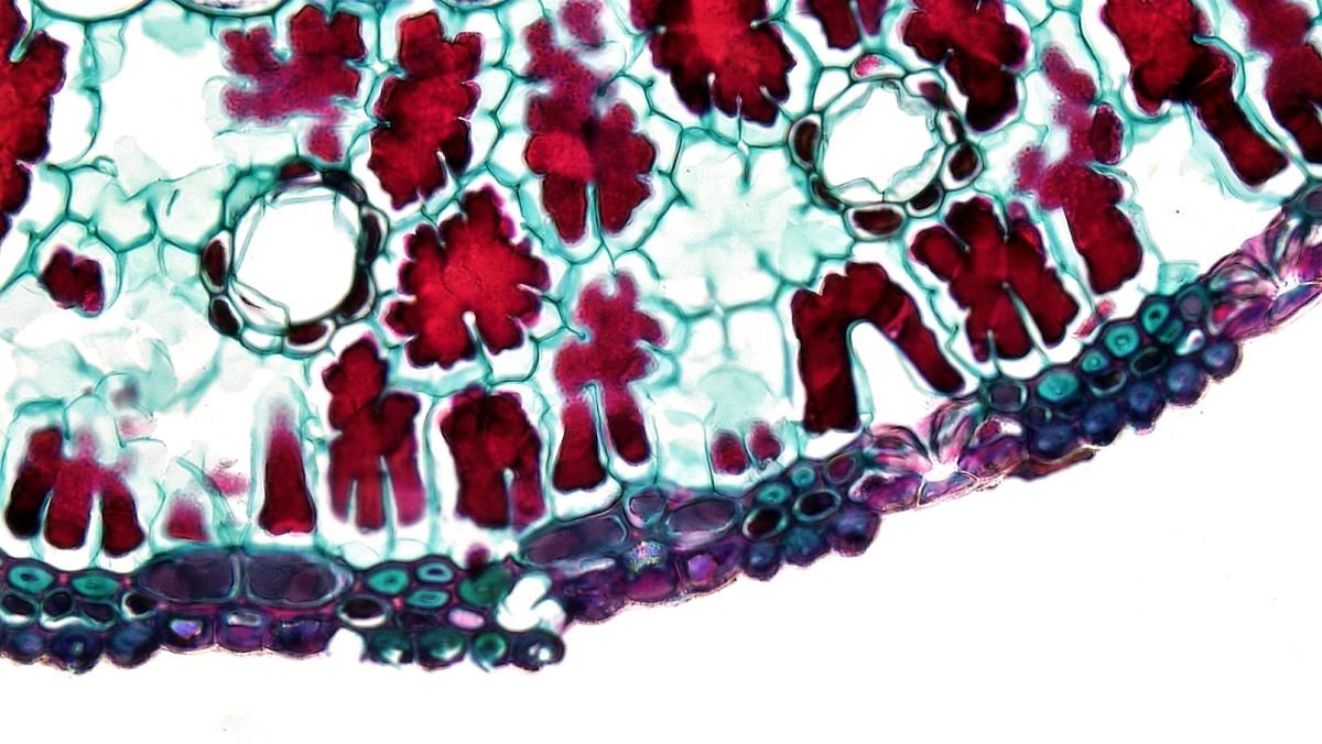 Regenerative Medicine for Back Pain: PRP, Stem Cells, and What We Really Know